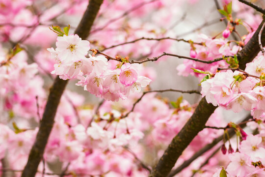 Pink sakura flowers on the tree.