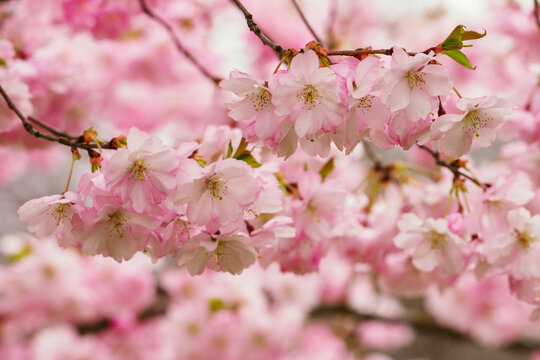 Pink sakura flowers on the tree.