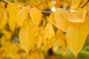 Yellow autumn leaves. Close up yellow leaves branch on the tree.