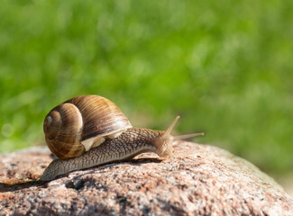 Roman snail crawls up a big stone on blurred green background