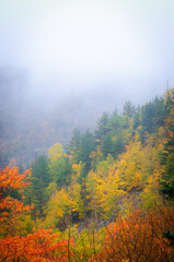 Early Morning Autumn Colors and Mist. nature, hill, yellow, green
