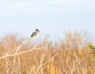 bird on the grass