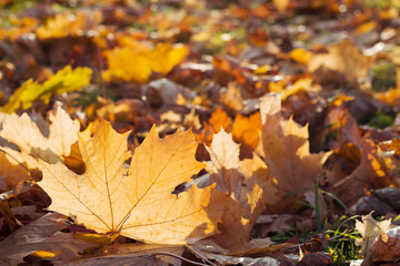 Yellow maple leaves on the ground with sunset light. Autumn background.