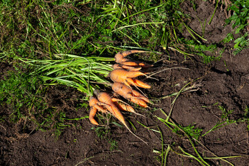 Rejected in appearance, carrots are lying in the garden. Unusual fused carrots with several tails.  Concept - Ugly vegetables. Food waste reduction. Using in cooking imperfect products