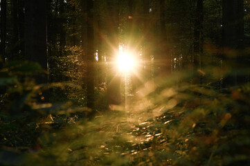 Naklejka premium sun rays in forest, autumn colours sunshine, daylight, evening mood background,