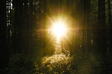 sun shining through the trees