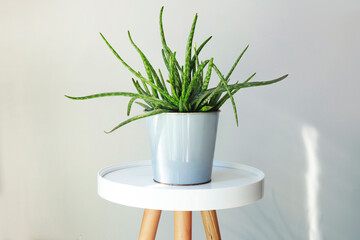 Home plant aloe vera in flowerpot on white table