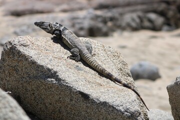 island land iguana