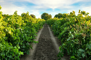 Fototapeta na wymiar Agricultural wine yard and harvesting road.