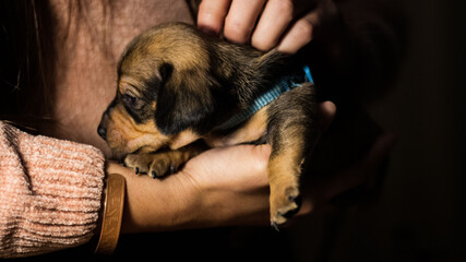 Dachshund, 1 month