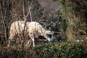 Naklejka na ściany i meble Sheep in the Field of Podostrog, Montenegro