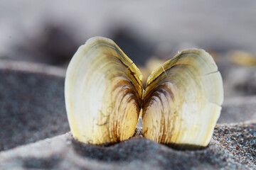Shell in the form of a heart. Love.