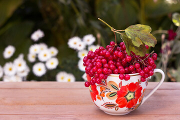 Red viburnum berries in a cup, on a wooden background. Useful medicinal berries.