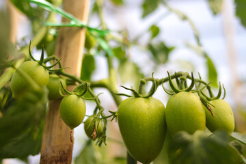 Close-up view of homegrown raw tomato with dewdrops in the morning is growing on tree branches in the backyard.