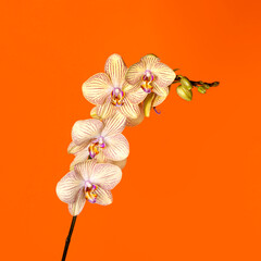 Beautiful tender yellow orchid branch isolated on orange background. Flower banner.