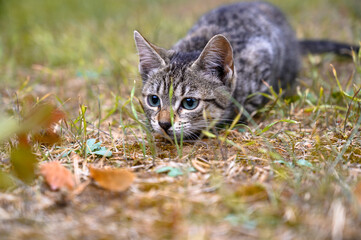 Close-up shot of a beautiful cat laying in green grass concentrate in the hunting