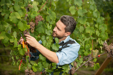 guy cutting grapevine with garden scissors, summer