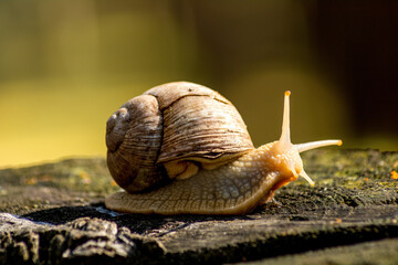 Snail on a tree stump in the forest. Blurred photo background. Close-up photo of a snail.