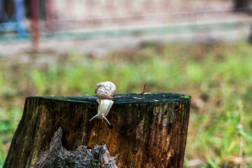 Snail on a tree stump in the forest. Blurred photo background. Close-up photo of a snail.