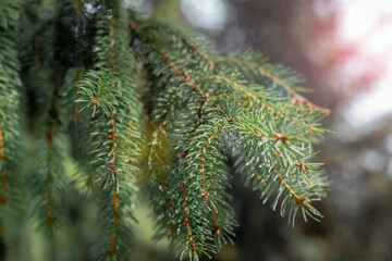 Fir branches in sunlight, beautiful natural background. Selective focus