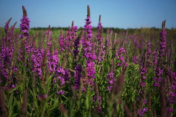 Obraz premium Spring scenery with wild flowers of the field blossoms nature landscape