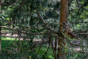 Fototapeta na wymiar bird sitting at pine tree in the forest