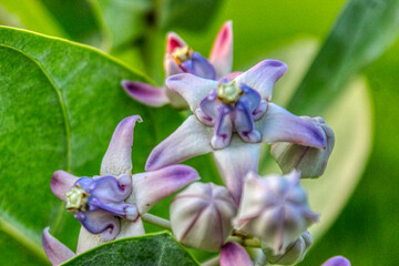 giant milkweed, giant calotrope, crown milkweed, milkweed, purple milkweed in a garden