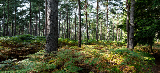 Woodland walk in the new forest in Hampshire England