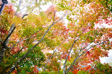 カラフルな紅葉