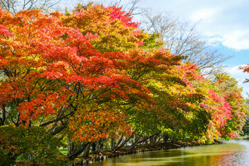 清水公園の紅葉