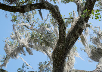 The green swamps of Florida with its flora and fauna