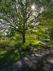 Fototapeta na wymiar Woodland walk in forest in Hampshire England