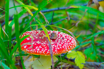 inedible mushrooms in the autumn forest