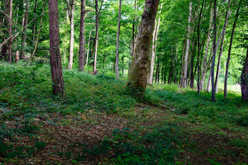 Woodland walk in forest in Hampshire England