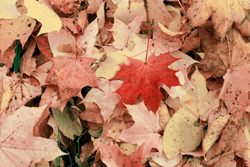 Background. Fall leaves lie on the ground.
