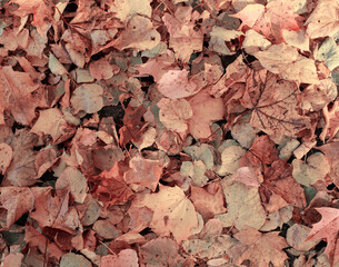Background. Fall leaves lie on the ground.
