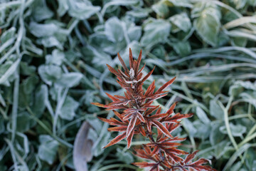 Autumn. Red branch on a background of green grass.
