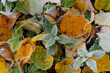 Background. Fall leaves lie on the ground.

