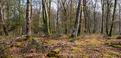 Woodland walk in the new forest in Hampshire England