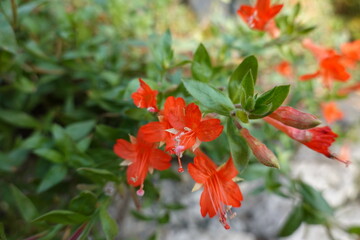 The California fuchsia is a low growing perennial plant with striking summertime flowering...