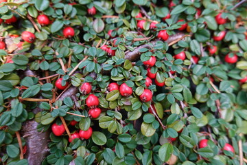 Rock cotoneaster shrub (Cotoneaster horizontalis) offers a nice example of a plant with four-season interest.