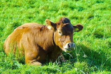 Fototapeta premium Rind auf der Weide