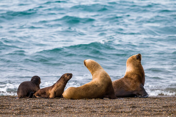 Sea lions mothers and babies, Peninsula Valdes, Patagonia Argentina.