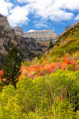 Obraz premium Red and green color trees during autumn time in American Fork canyon at Mt Timpanogos, Utah
