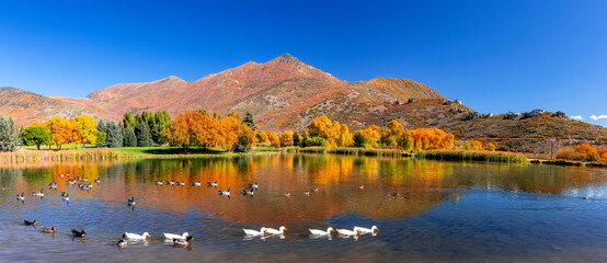 Panoramic view of Scenic mountain lake with colorful autumn trees, Wasatch mountains and wild ducks...