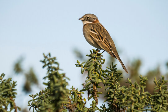 Rufous collared Sparrow, Zonotrichia capensis, Patagonia, Argentina