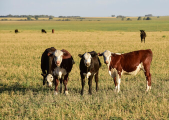 Cows grazing at sunset, Patagonia, Argentina.