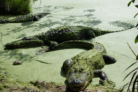 The green swamps of Florida with its flora and fauna