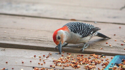 Red-bellied woodpecker (Melanerpes carolinus) eating bird seed from a tray on a patio in a backyard in Panama City, Florida, USA