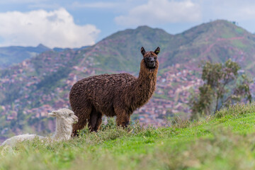 Brown llama, South American camelid, in Cuzco, Peru.